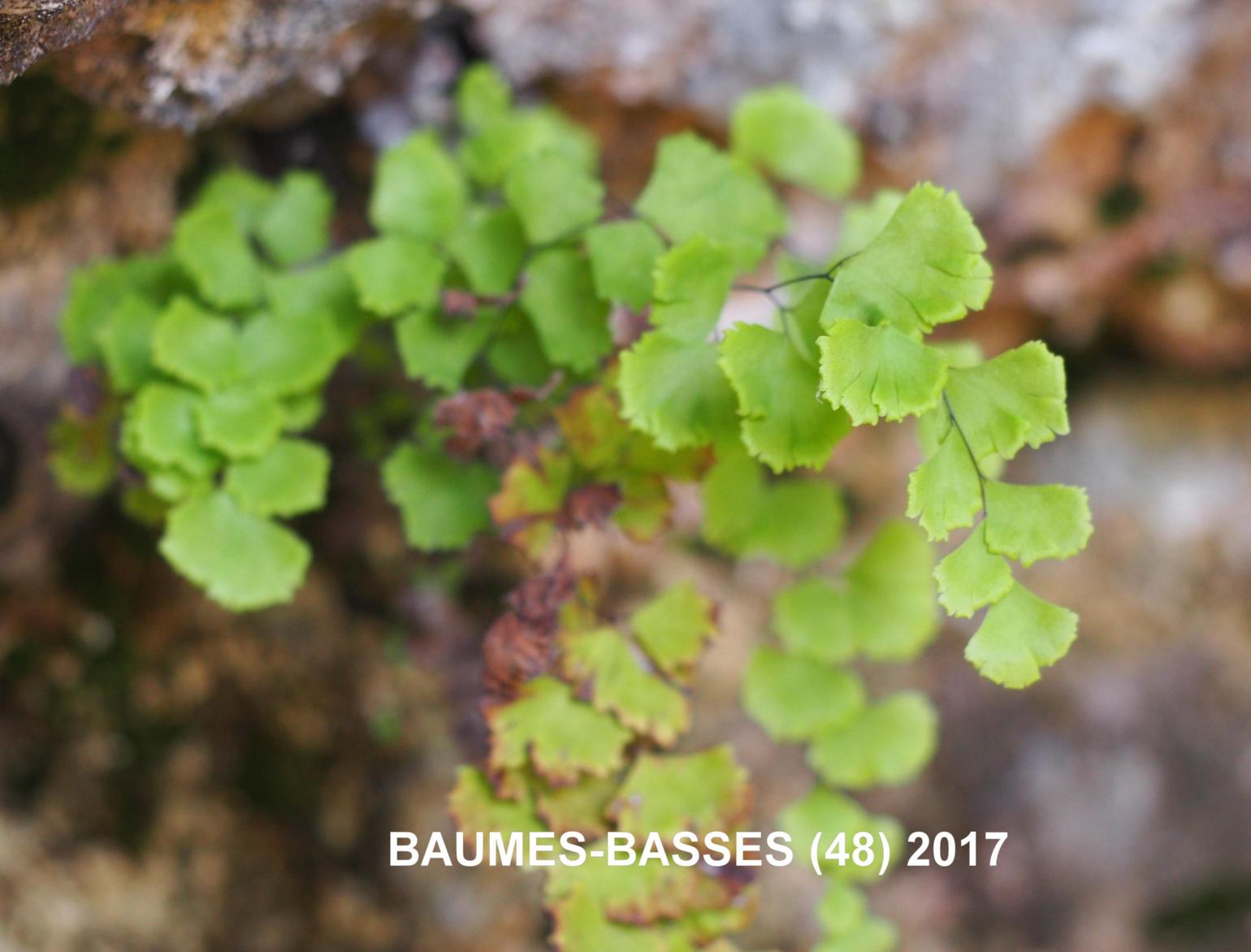 Maidenhair Fern, True